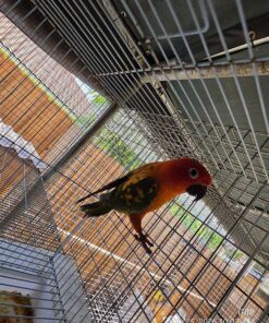 Sun Conure Red Factor for sale