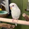 Albino Parakeet for sale (Updated Feb. 2026)