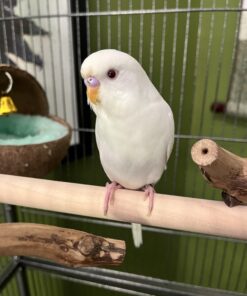 Albino Parakeet for sale (Updated Feb. 2026)