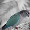 Baby Turquoise Green Check Conure