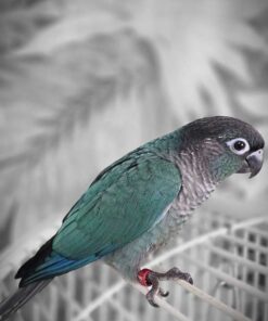Baby Turquoise Green Check Conure